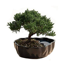 Load image into Gallery viewer, Juniper Bonsai