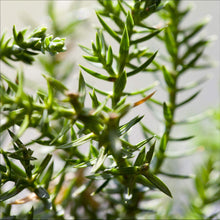 Load image into Gallery viewer, Juniper Bonsai
