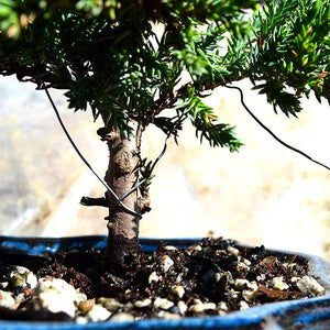 Juniper Bonsai